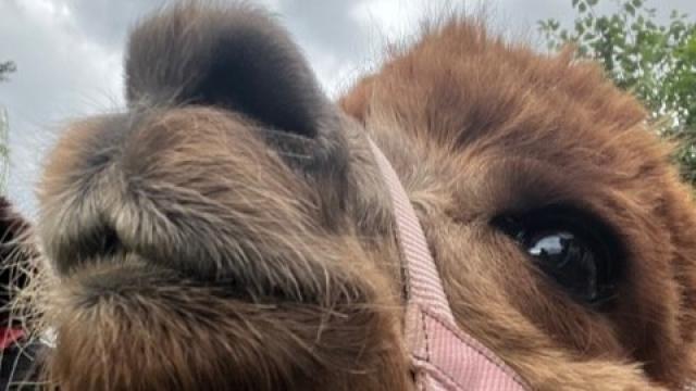 Ausflug der Pflegeteams zur den Alpakas in Nesselröden.